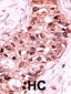 Phospho-Caspase 9(S196) Antibody